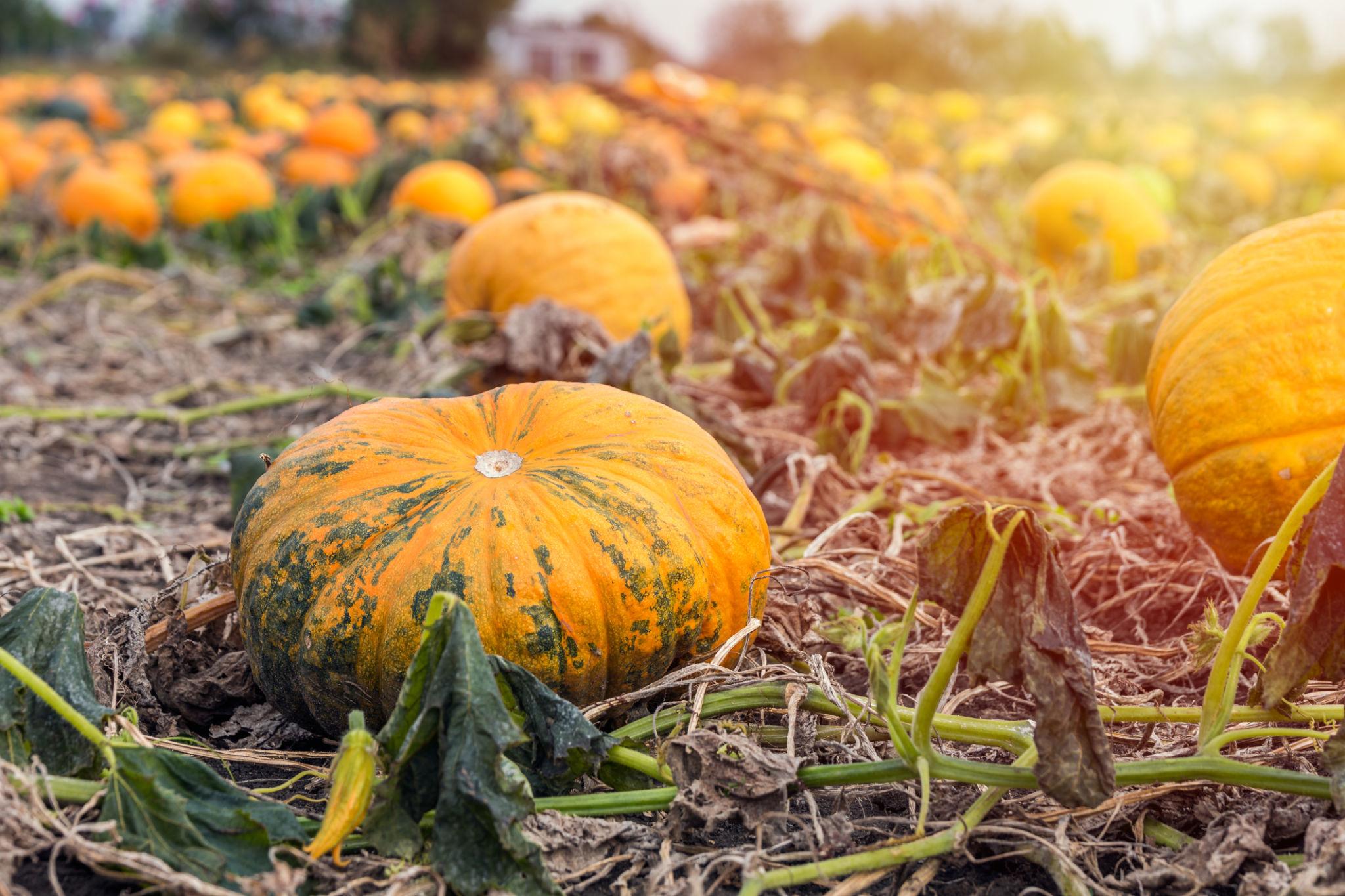 EXTREME SEEDS F1 Hybrid KASHIPHAL Pumkin Seeds (PETHA)