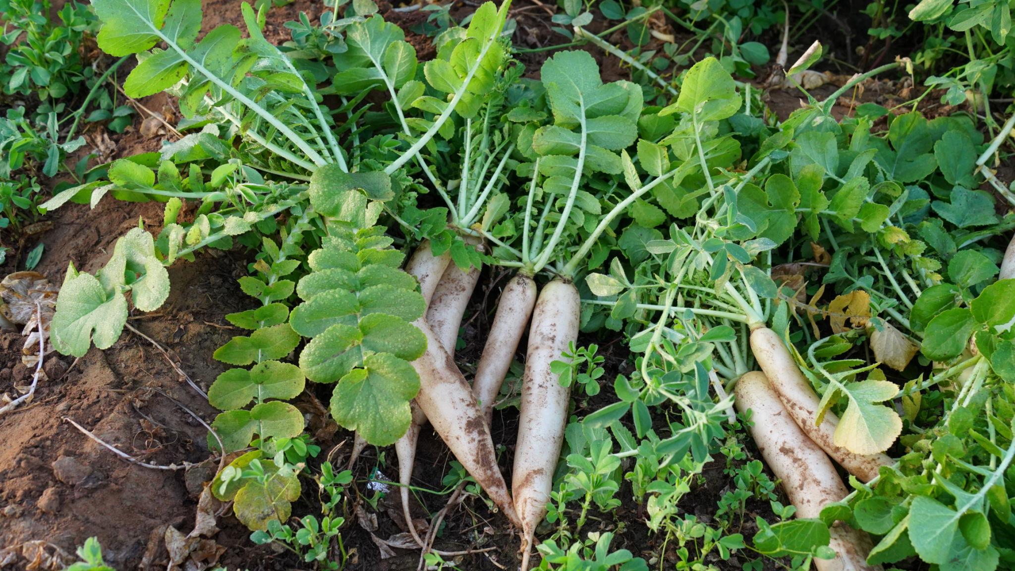 Advanta Palak Patta Hybrid Classic Radish Seeds, High Yield, Early Maturity, Ideal For Short Duration Crops