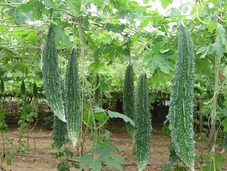 VNR F1 Hybrid Sunny Bitter Gourd (karela) for outdoor