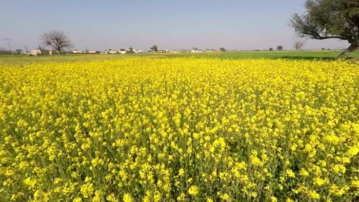 EXTREME SEEDS DURGA Mustard Seed, Multicut Sarso Ke Beej, Excellent Quality