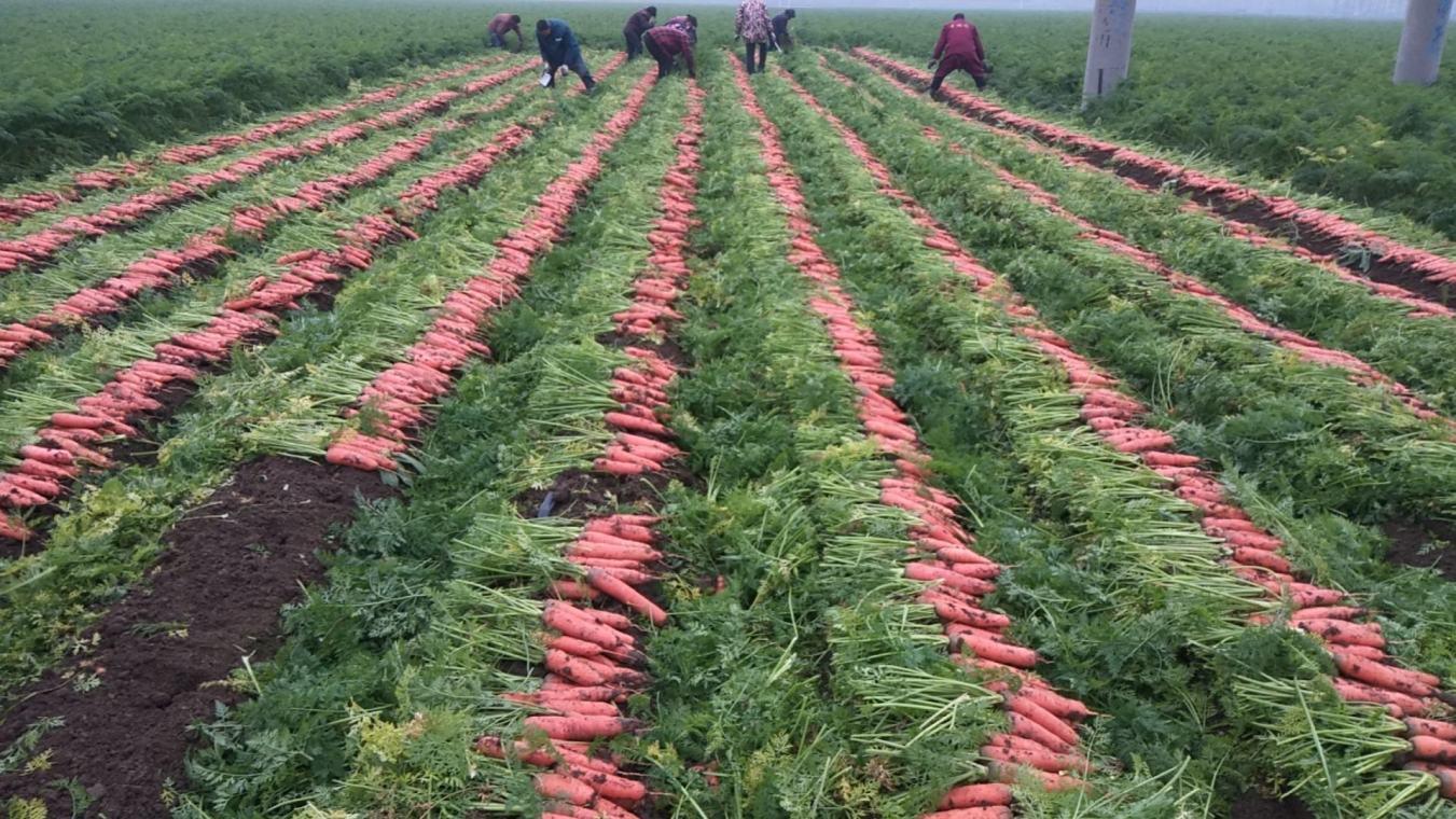Advanta OP Classic Golden Rossy Carrot Seeds, Uniform, Sweet Red Roots For High Yield