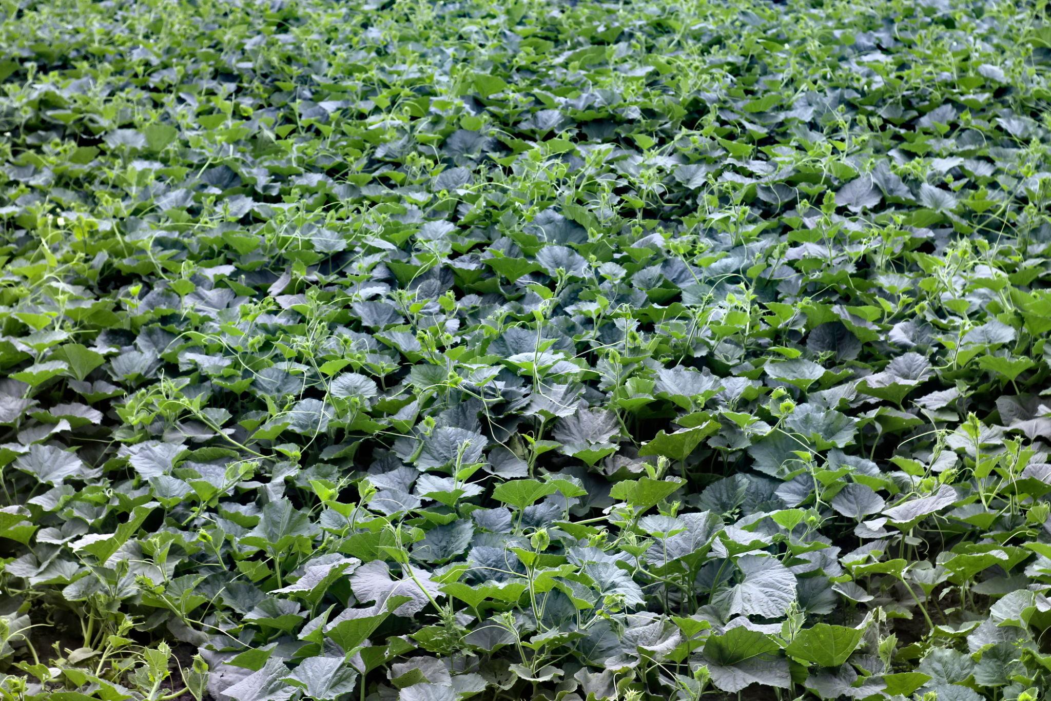 Team Seed F1 Hybrid TS-303 Pumpkin Seeds (Petha & Kaddu) High Yield Variety