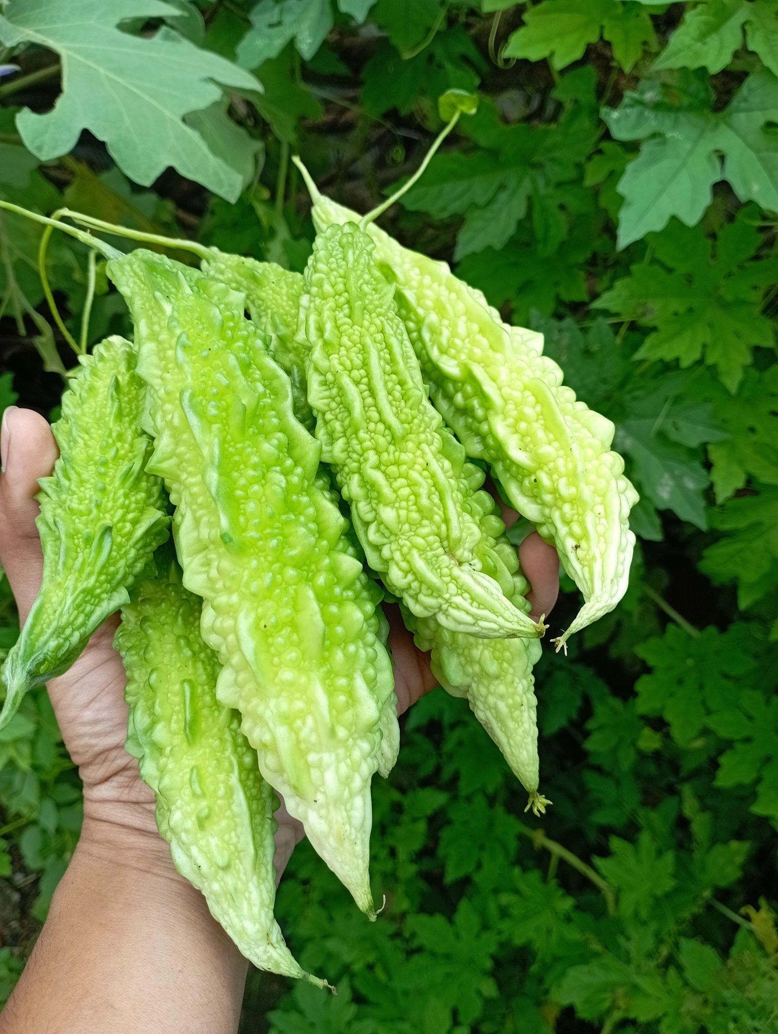Tycoon Jhalri Bitter Gourd (Karela) Vegetable Seeds | High Yield Outdoor Variety
