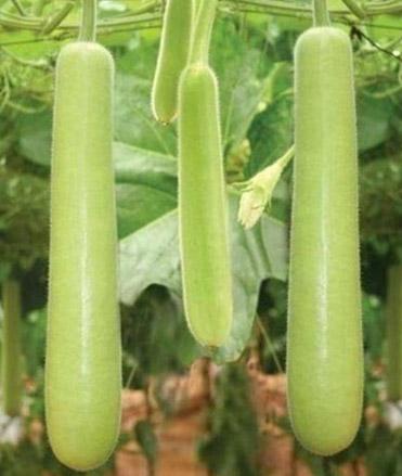 Bioseeds F1 Hybrid Gourav Bottle Gourd (loki & Kaddu) for outdoor