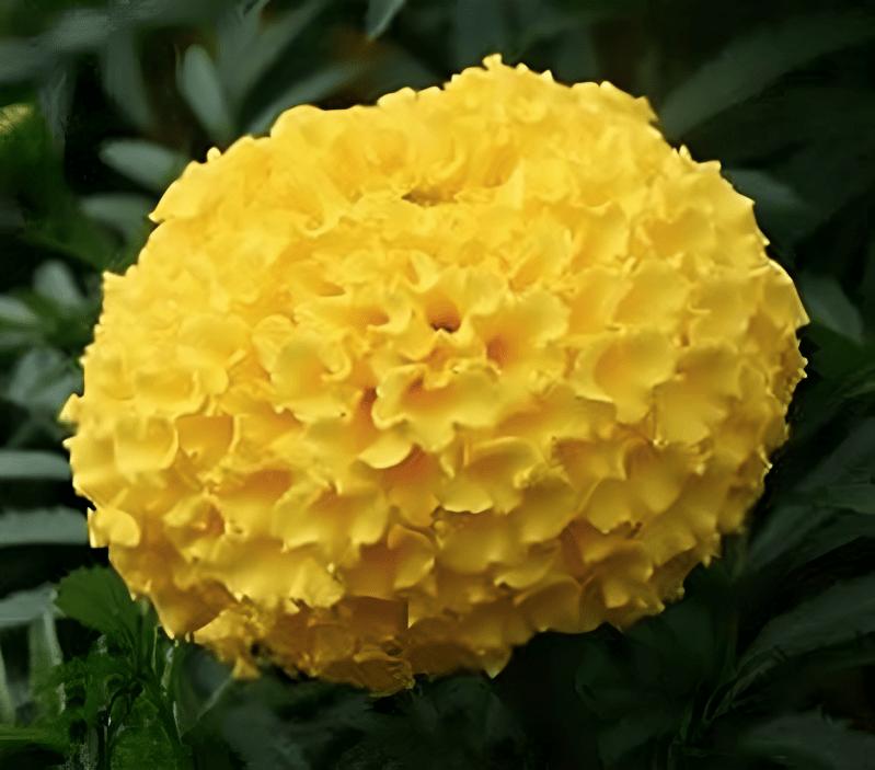 INDUS SEEDS Bijilee Yellow Moon Marigold Genda Fool, Best In Germination , Highly compact Ball