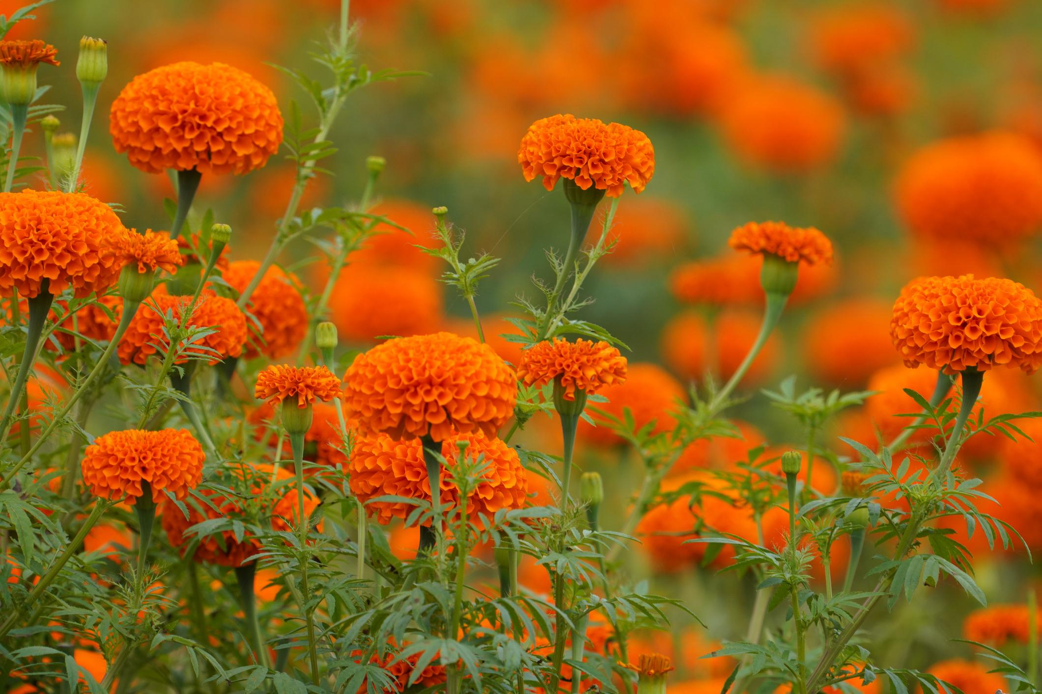Indus Seeds F1 Hybrid Marigold Orange Bunch Hybrid Marigold Seeds With Compact Ball Shaped.