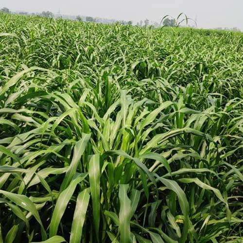 NSC NUTRI SUGAR CSV-32 Farm Sona Jowar Seeds