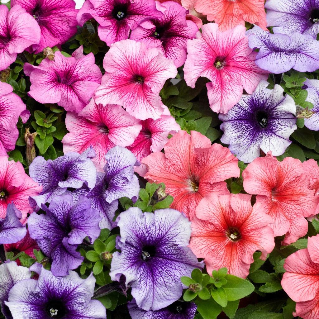 Indus Seeds F1 Hybrid Flora MIX Flower Seeds