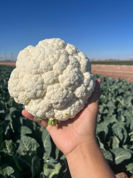Advanta Classic Agheni Cauliflower Seeds, High Yield, Disease Resistant (GOBHI)