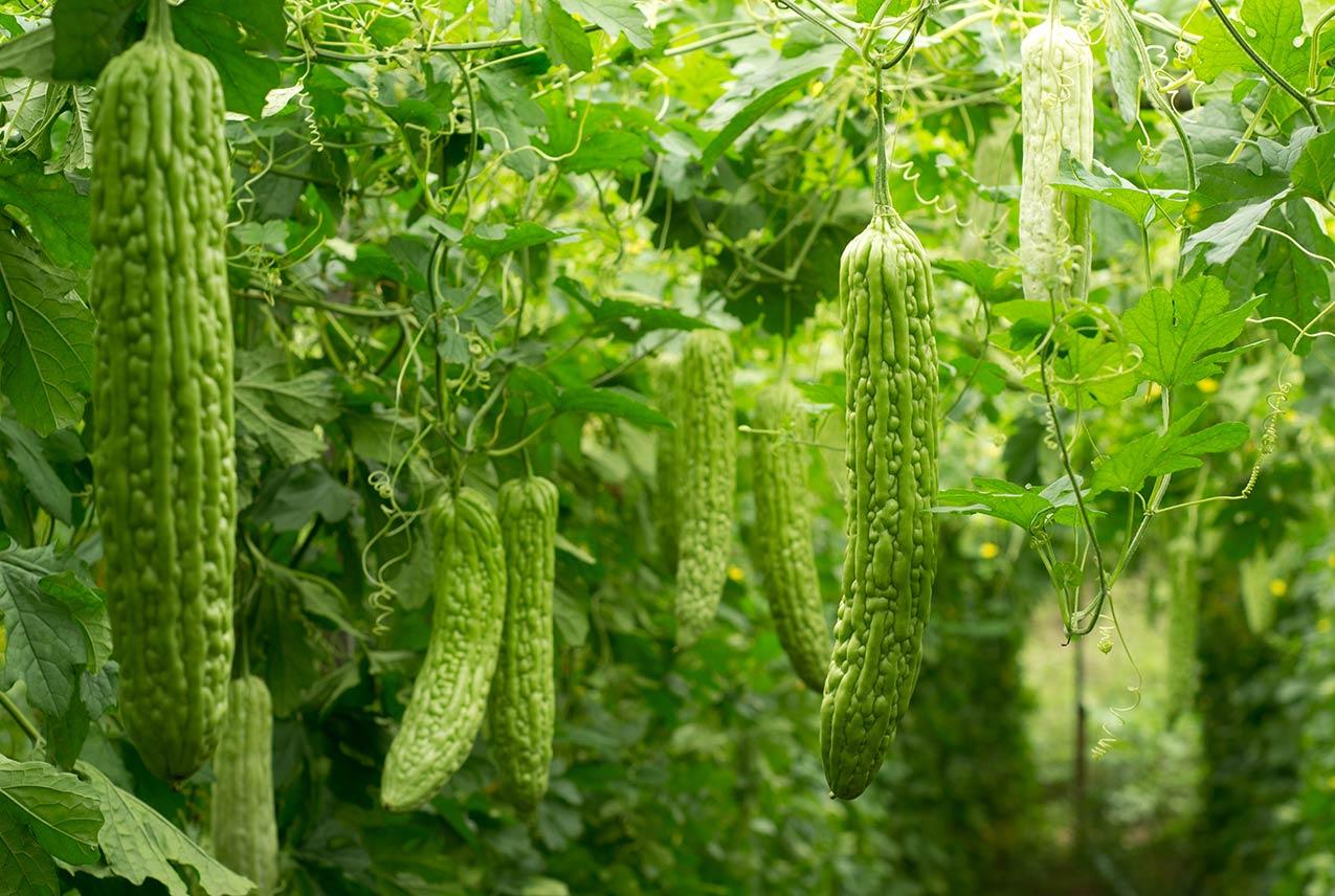 Tycoon Jhalri Bitter Gourd (Karela) Vegetable Seeds | High Yield Outdoor Variety