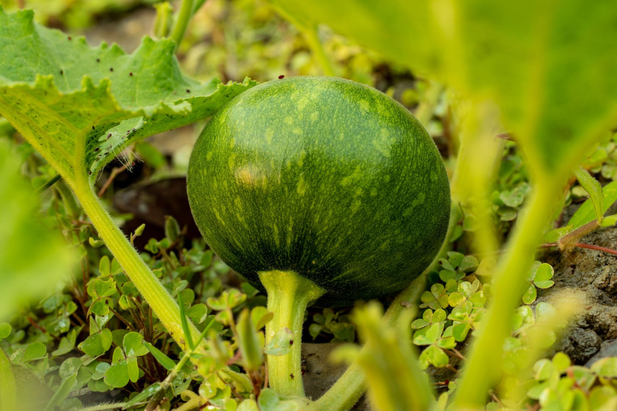 VNR P4 F1 Hybrid Pumpkin Seeds (Petha) High Yield, Flat Round Fruits, Flat Round Shape