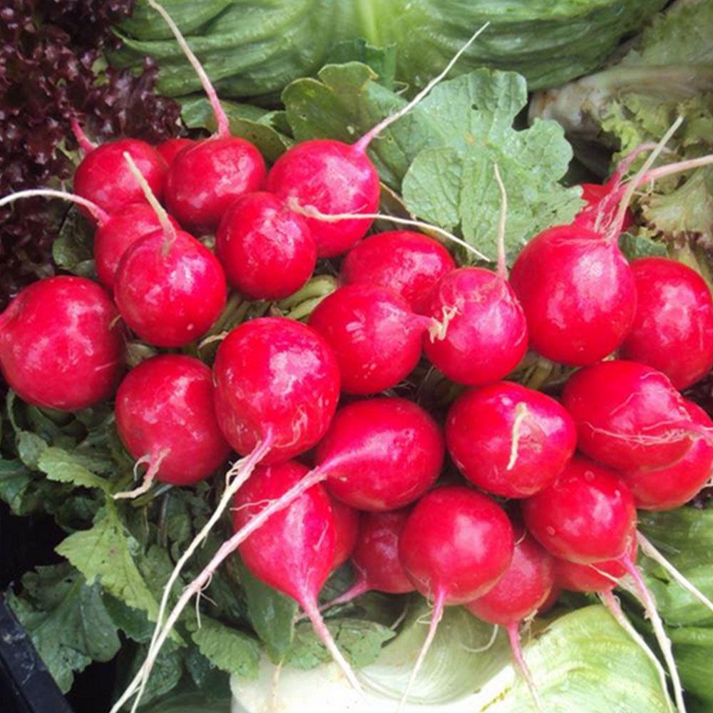 EXTREME SEEDS F1 Hybrid Red Round Radish Seeds, Quick Growing Scarlet Red Roots