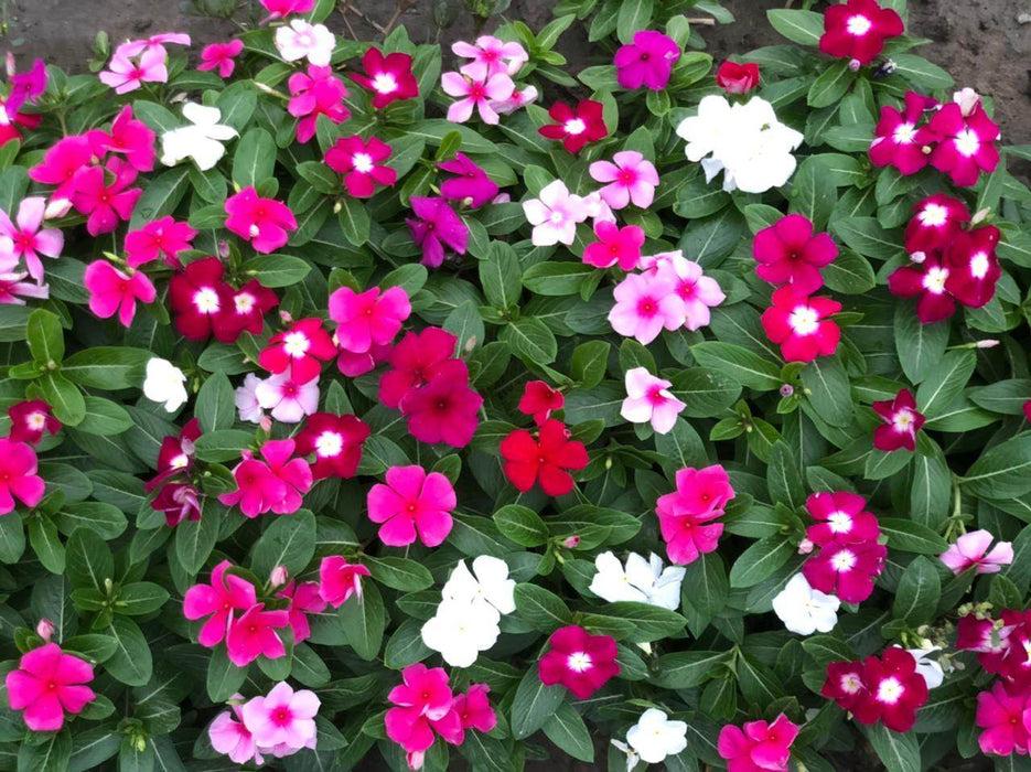 Indus F1 Hybrid IB MIX Flower Seeds