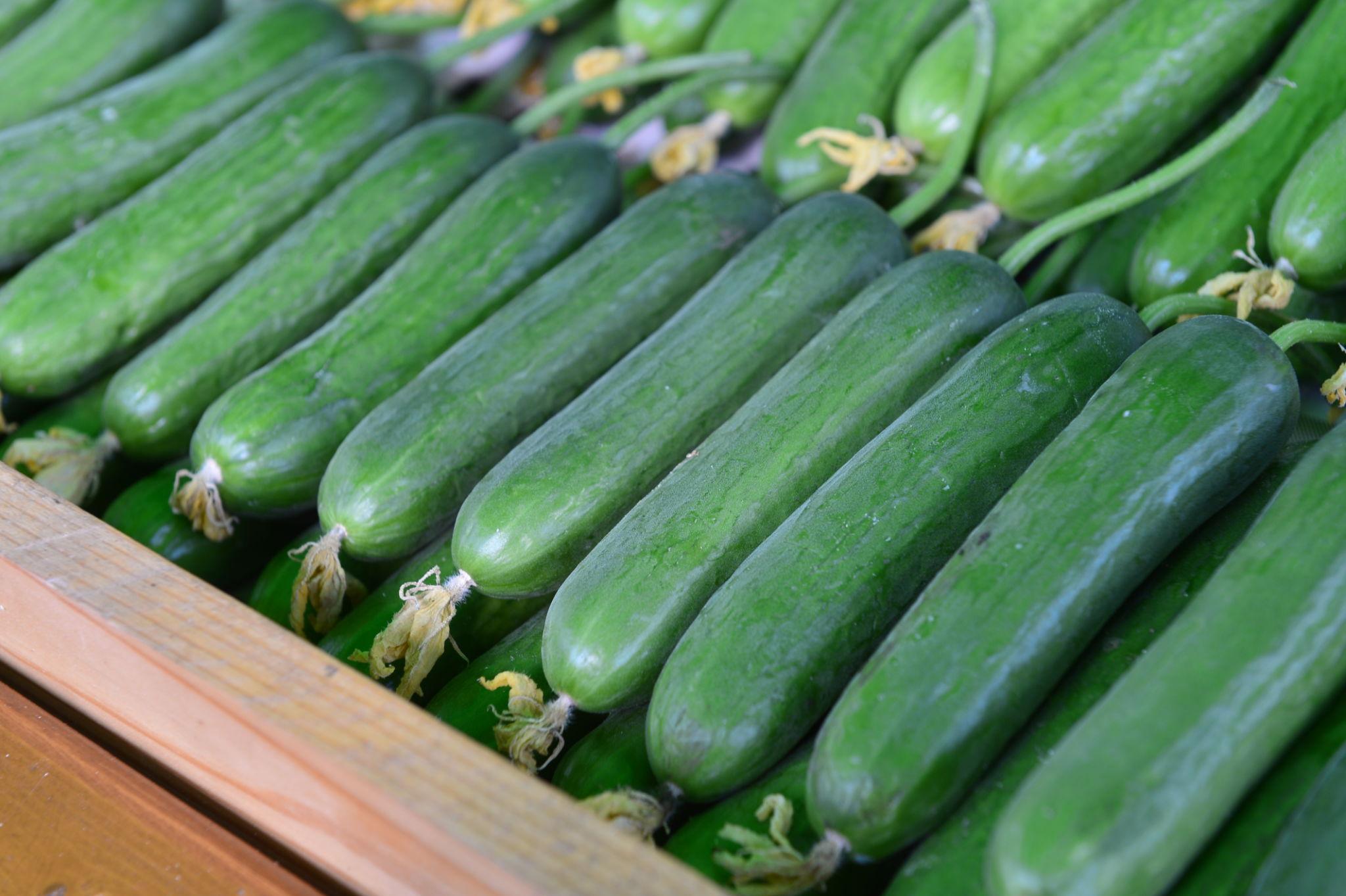 Team Seed Kimati F1 Hybrid Cucumber Seeds (kheera)