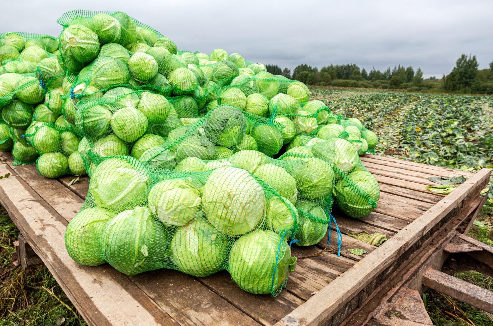 EXTREME SEEDS F1 Hybrid GREEN BALL Cabbage Seeds (BAND GOBI) Round The Year Variety, Bluish-Green Color