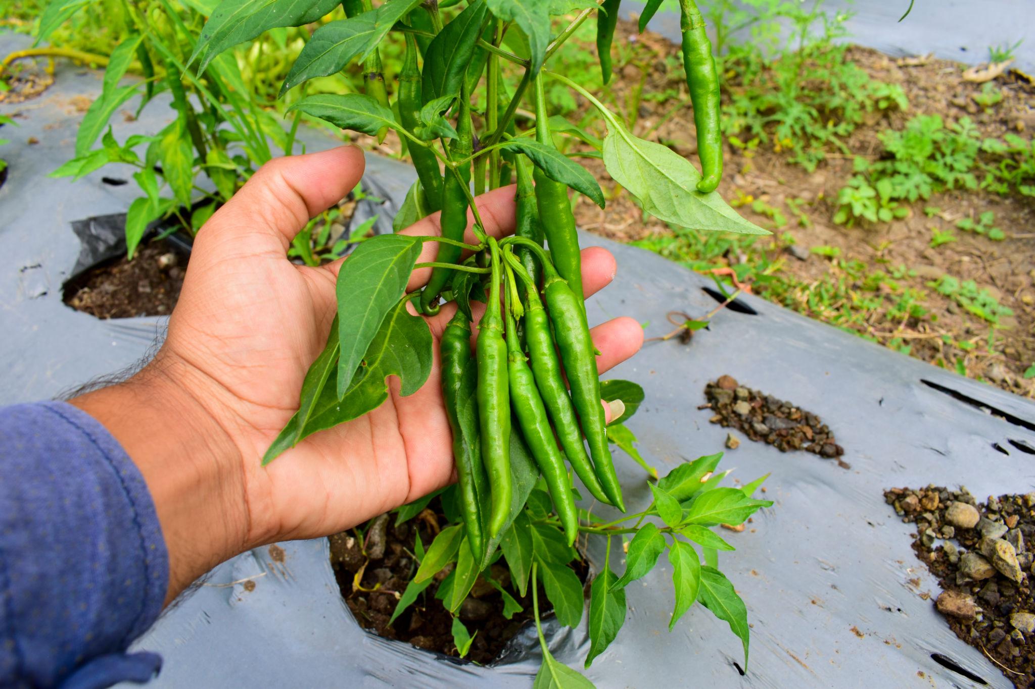 Team Seeds F1 Hybrid Shakti Chilly (Mirch) Seeds for outdoor
