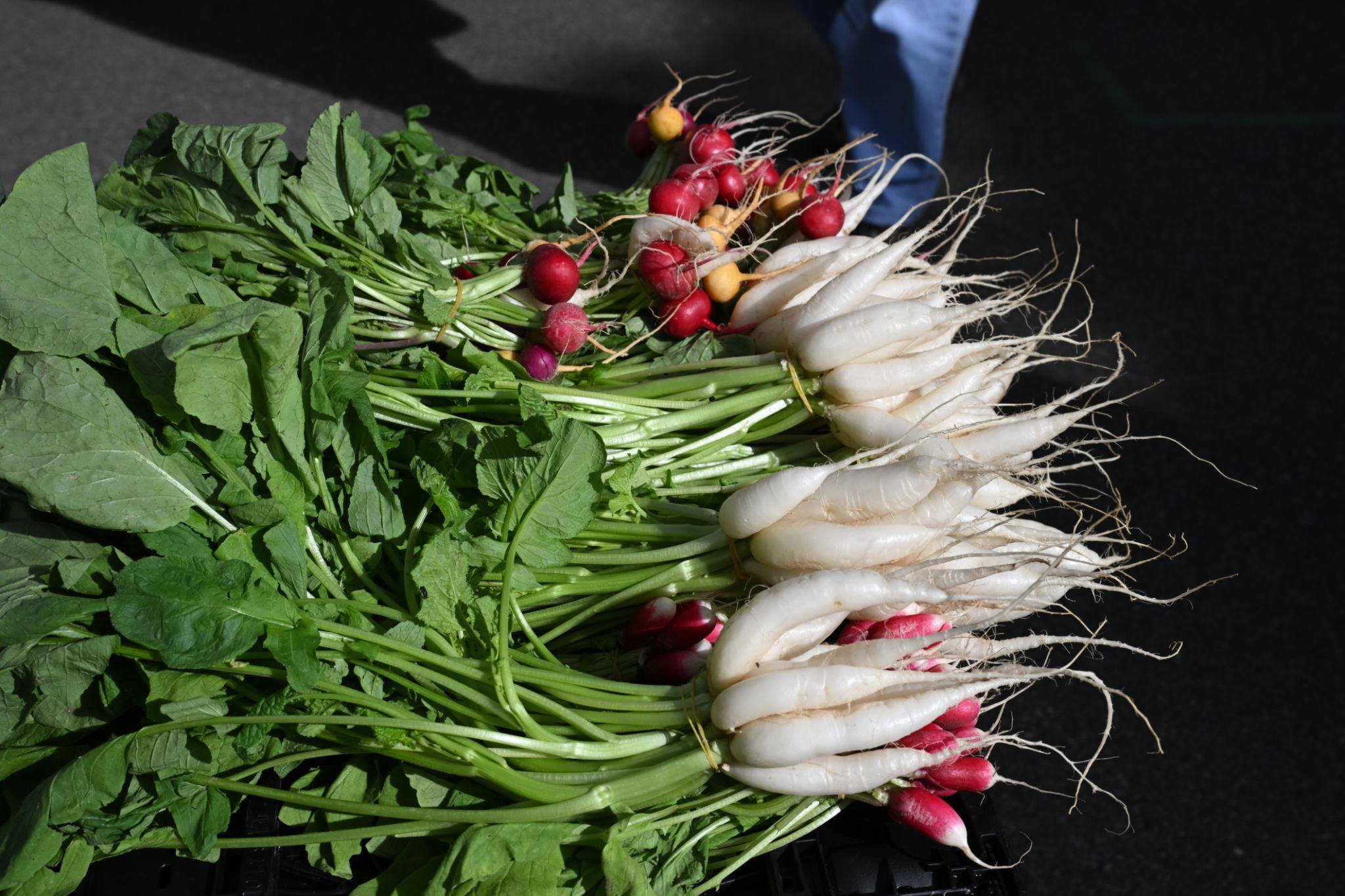Pahuja F1 Hybrid Slobolt Cross Radish Seeds