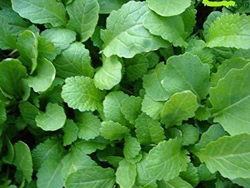 EXTREME SEEDS DURGA Mustard Seed, Multicut Sarso Ke Beej, Excellent Quality