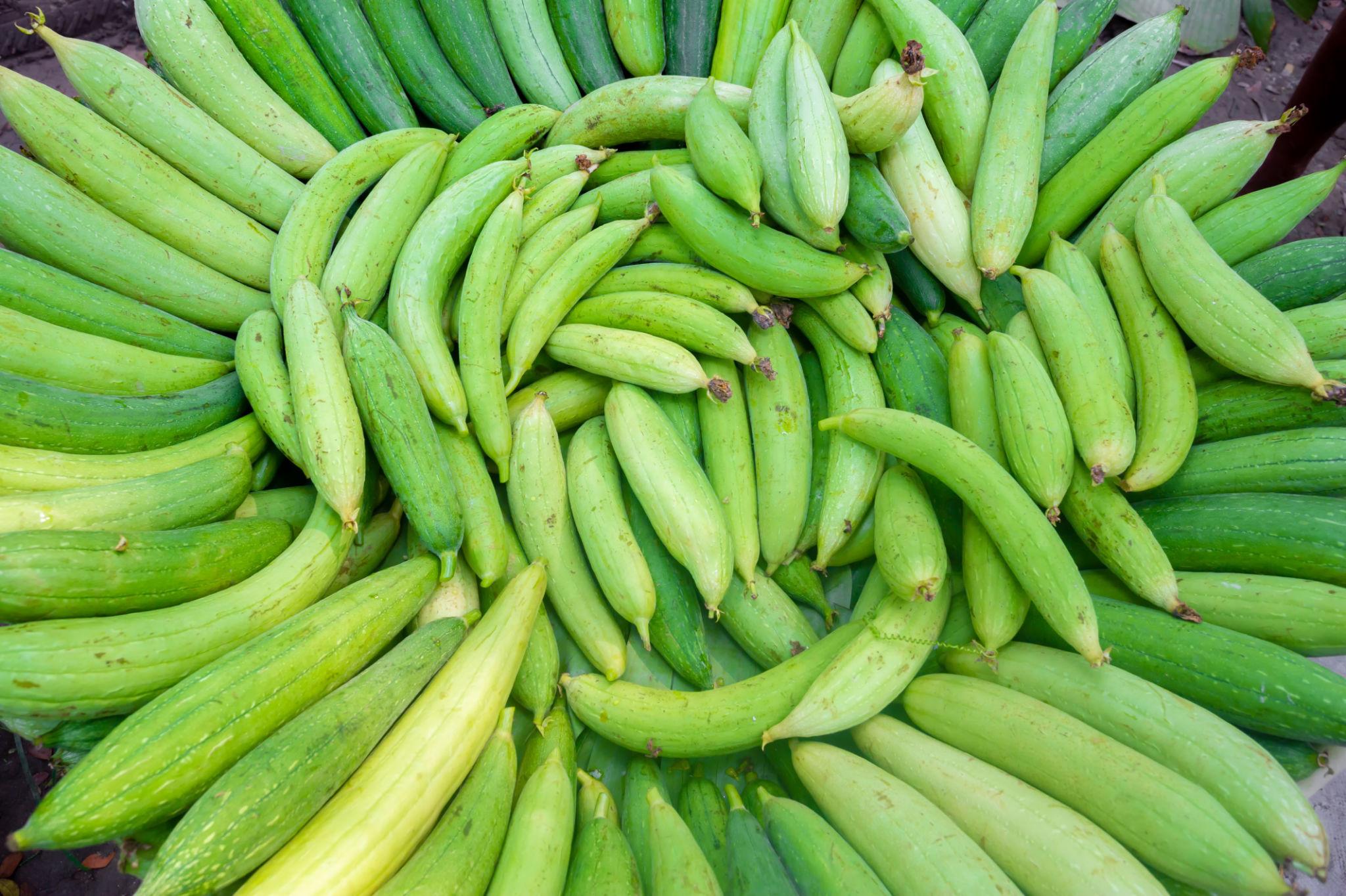 Advanta F1 Hybrid Sponge Gourd Damini-2  (Tori) Vegetable Seeds 10GM PACK