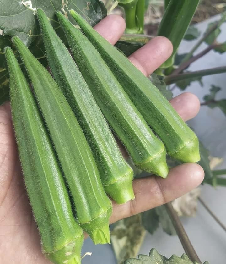 Advanta F1 Hybrid Venus Okra Seeds (Bhindi) Dark Green Colour with Good Shelf Life, High Quality